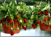 Hanging Strawberry Garden