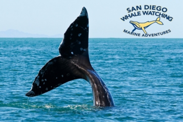 3 Hour Whale Watching Tour in San Diego