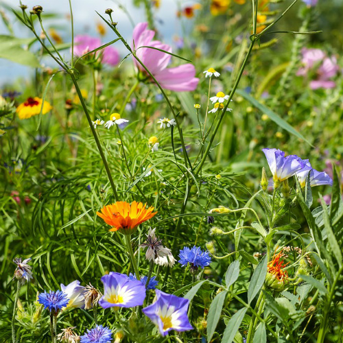 Free Wildflower Seeds