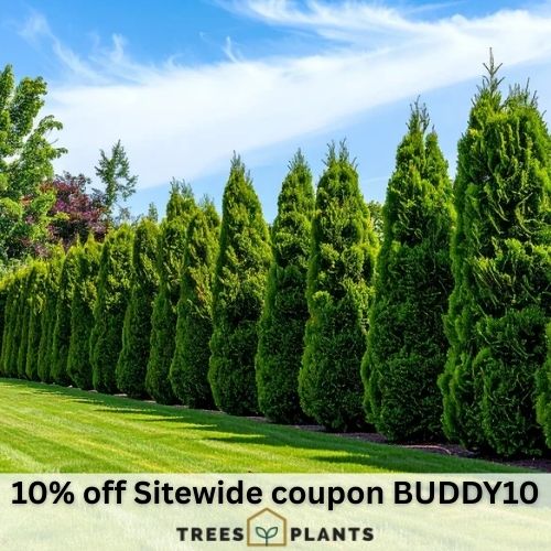 10% off at TreesandPlants.com with coupon BUDDY10